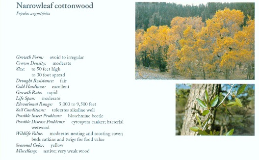 cottonwood_.jpg (50887 bytes)